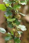 Sierra Gooseberry immature fruit & foliage