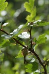 Sierra Gooseberry immature fruit & foliage