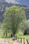 White Alder