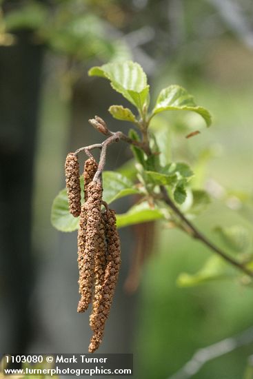 Alnus rhombifolia