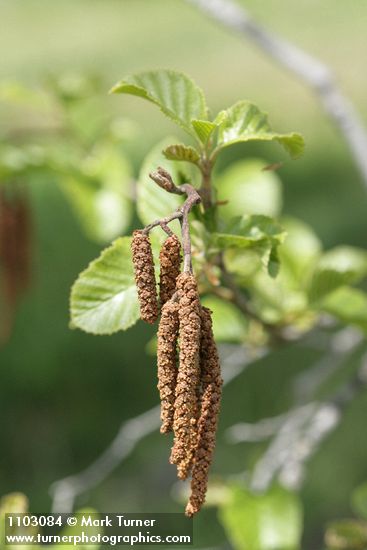 Alnus rhombifolia