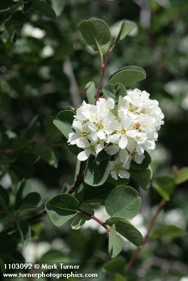 Amelanchier utahensis