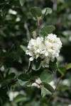 Utah Serviceberry blossoms & foliage