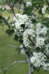 Utah Serviceberry blossoms & foliage