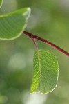Utah Serviceberry leaf & twig detail