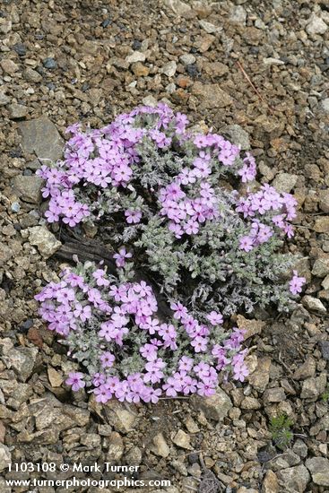 Phlox caespitosa