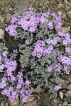 Clustered Phlox