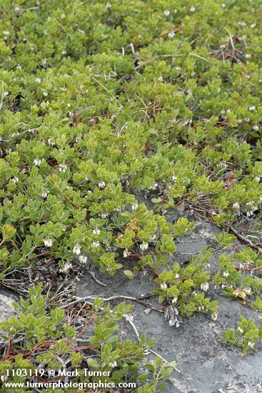 Arctostaphylos nevadensis