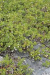 Pinemat Manzanita