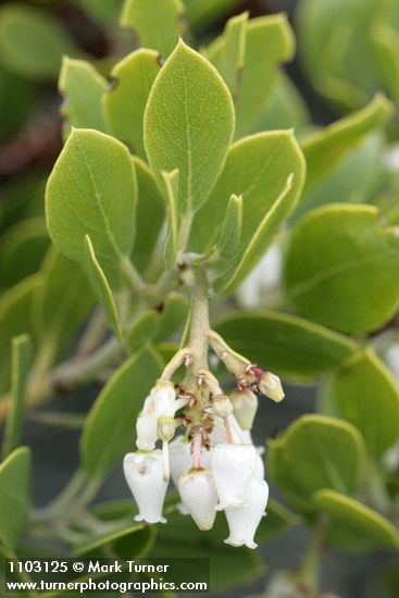 Arctostaphylos nevadensis