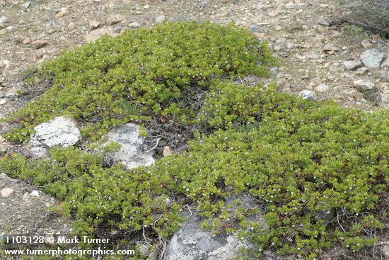 Arctostaphylos nevadensis