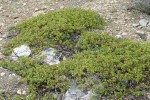 Pinemat Manzanita blossoms & foliage