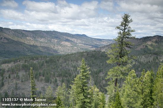 Pinus jeffreyi; Calocedrus decurrens