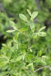 Strapleaf Willow foliage