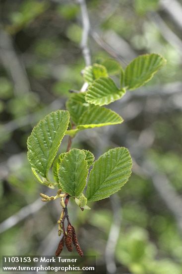 Alnus rhombifolia