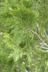 Incense Cedar foliage