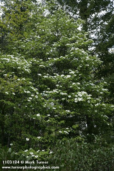 Cornus nuttallii