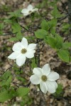 Pacific Dogwood blossoms & foliage