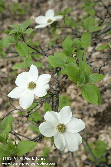 Cornus nuttallii