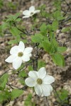 Pacific Dogwood blossoms & foliage