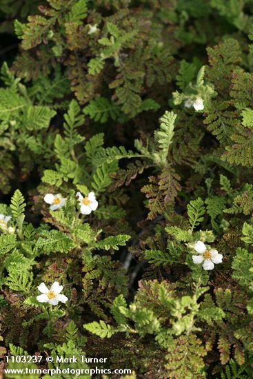 Chamaebatia foliolosa