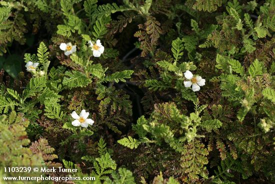 Chamaebatia foliolosa