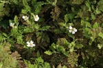 Mountain Misery blossoms & foliage