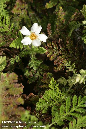 Chamaebatia foliolosa