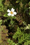 Mountain Misery blossom & foliage