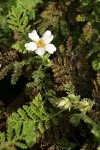 Mountain Misery blossom & foliage