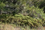 Mountain Misery under Ponderosa Pine, habitat view