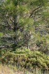 Mountain Misery under Ponderosa Pine, habitat view