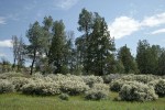 Buckbrush w/ Grey Pines