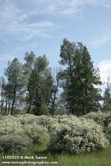 Ceanothus cuneatus; Pinus sabiniana