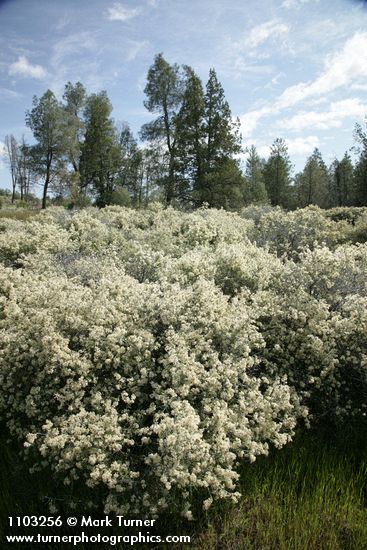 Ceanothus cuneatus; Pinus sabiniana