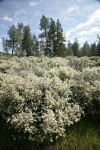 Buckbrush w/ Grey Pines