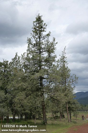 Cupressus bakeri (Hesperocyparis bakeri)