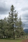 Modoc Cypress (Baker's Cypress)