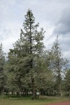 Modoc Cypress (Baker's Cypress)