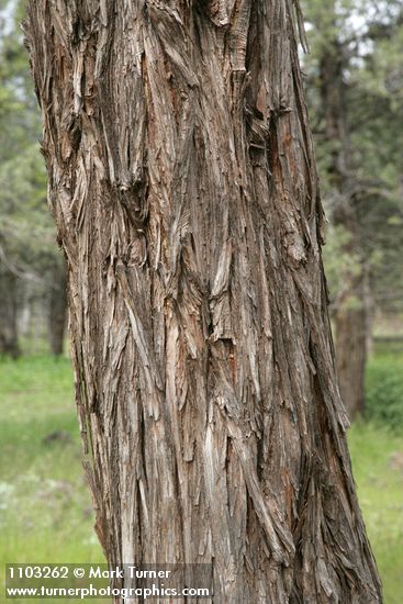 Juniperus occidentalis