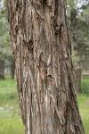 Western Juniper bark