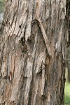 Western Juniper bark