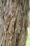 Western Juniper bark