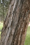 Modoc Cypress (Baker's Cypress) bark