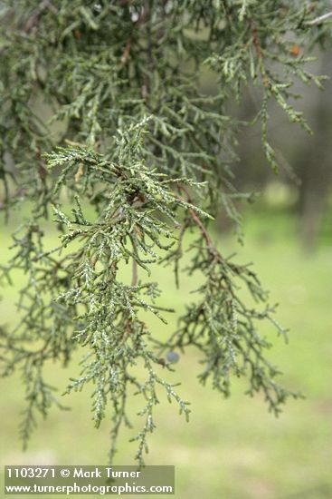 Cupressus bakeri (Hesperocyparis bakeri)