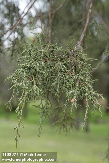 Cupressus bakeri (Hesperocyparis bakeri)