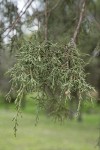 Modoc Cypress (Baker's Cypress) foliage
