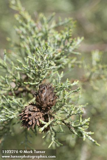 Cupressus bakeri (Hesperocyparis bakeri)