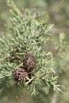 Modoc Cypress (Baker's Cypress) foliage & cones detail