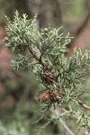 Modoc Cypress (Baker's Cypress) foliage & cones